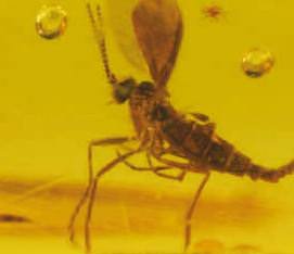 Insects in amber continue to fascinate scientists, who use them to glimpse into the past. Shown here is an example from the Polish brand, Amber Planet.