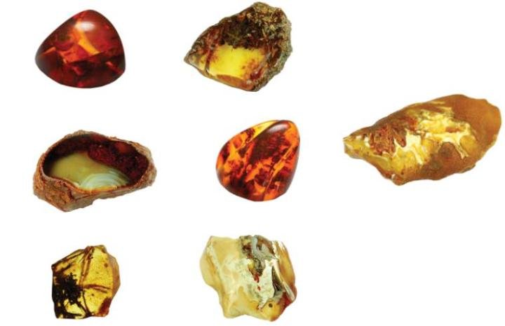 Nuggets of natural amber, showing different textures, colours, shapes, and sizes (photo: IAA).