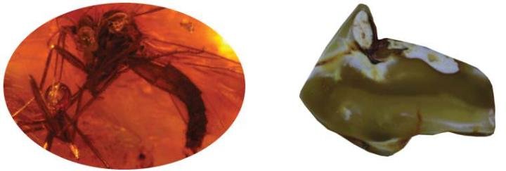 Left: Inclusion of insects in amber. Right: Inclusions create a “face” in raw amber. Samples provided by Amber Planet.