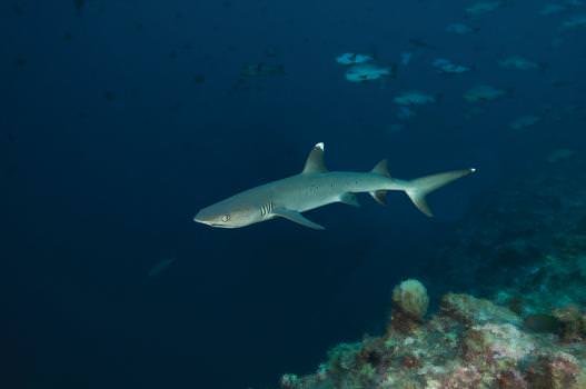 Lornie photogrphed this white-tip shark as it swam peacefully in the waters of Palau.