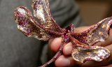 Chong Ho: the improbable encounter between a dragonfly and a fish