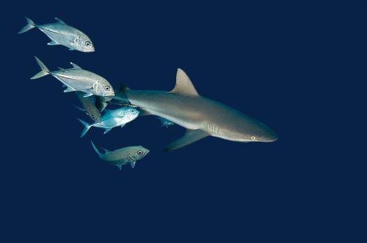 A black-tip shark swimming with Trevally fish, one of the many graceful sharks Rose and Lornie have swum with over the years.