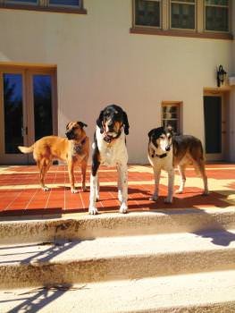Two rescue dogs that were adopted by animal lovers, Simon Katz and wife Francine, owners of Simons Jewelers in St. Louis.