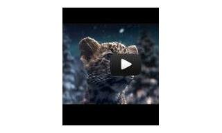 Video – Cartier - Winter Tale